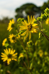 Summer wildflowers