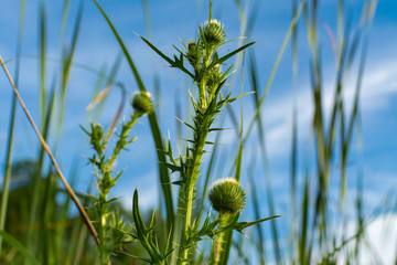 Summer vegetation