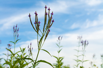 Wall Mural - Purple Vervain Flowers