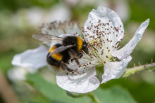 Bumble Bee On Blackberry Flower.