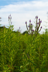 Purple Vervain Flowers