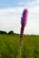 Blazing Star Wildflower