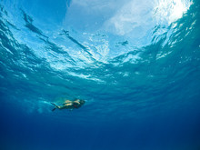 Ocean Swimmer