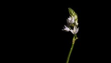 Ornithogalum Thyrsoides Flower Opening Timelapse 4K