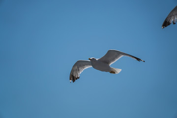 Seagulls around the ferry from south greece to Thassos island