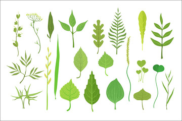 Poster - Fresh green leaves from trees, shrubs and grass set for label design. Nature and ecology, cartoon detailed colorful illustration