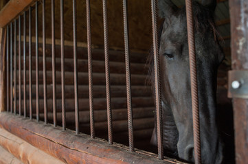 horse at a farm in a stable behind bars.