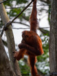 Captive Sumatran Orangutans (Orangutang, Orang-utang)