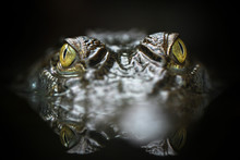 Freshwater Crocodile ( Crocodylus Mindorensis ) In The Water. Species Living In The Philippines.