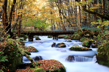  Water stream flowing through the colorful autumn forest with fallen leaves on Oirase walking trail in Towada Hachimantai National Park,  Aomori, Japan