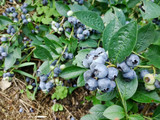 Una pianta di mirtilli carica di frutti