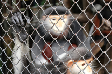 close up hand monkey in a cage