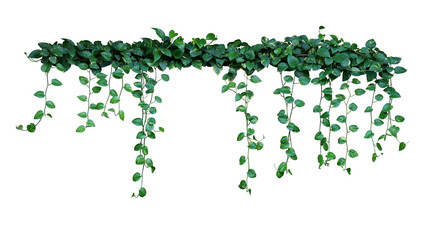 Plant bush with hanging vines of green variegated heart-shaped leaves Devil’s ivy or golden pothos (Epipremnum aureum) the tropical foliage houseplant isolated on white background with clipping path.