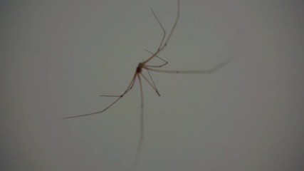 big spider close up.shallow depth of field