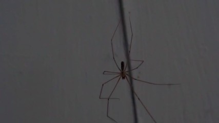 big spider close up.shallow depth of field