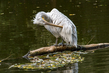 Pelican sitting on tree trunk in water and adjusting feathers.