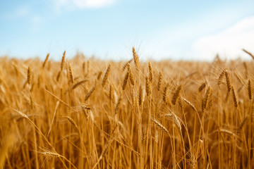 backdrop of ripening ears of yellow wheat field on the sunset cloudy orange sky background. Copy space of the setting sun rays on horizon in rural meadow Close up nature photo Idea of a rich harvest.