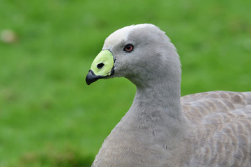 Wall Mural - Head shot of a cape barren goose (cereopsis novaehollandiae)