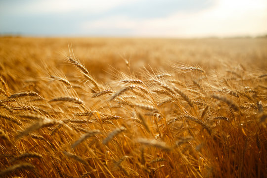 agriculture, barley, agricultural, autumn, background, beautiful, beauty, bread, business, cereal, c