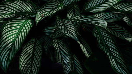 Naklejka las tropikalny roślinność natura dżungla