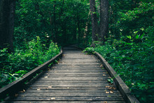 Wooden Pathway Or Walkway From Wood Planks In Forest Park