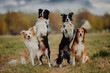 © Kseniya - group of happy dogs border collies on the grass in summer