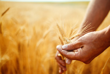 A Field Of Wheat Touched By The Hands Of Spikes In The Sunset Light. Wheat Sprouts In A Farmer's Hand.Farmer Walking Through Field Checking Wheat Crop.