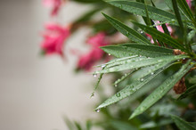 Closeup Of Rain Drops On Pink Oleander Leaves