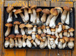 Penny bun or boletus edulis mushrooms
