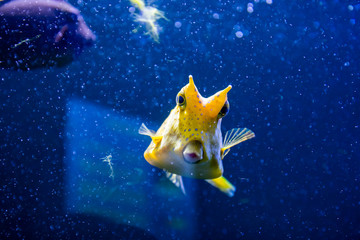 Wall Mural - Longhorn cowfish, latin name Lactoria cornuta, also called the horned boxfish. Its primary habitat is coral reefs in lagoons, on reef flats