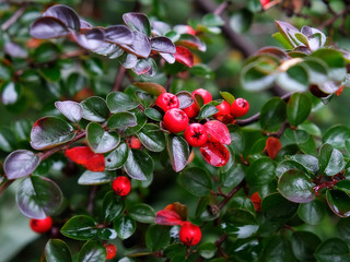 Poster - Barberry bush with berries