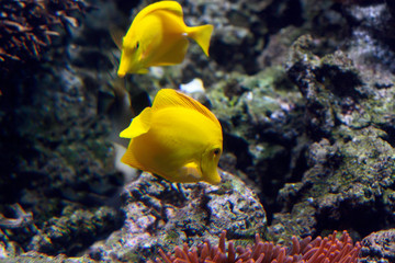 Wall Mural - Gelbe Segelflossendoktor (Zebrasoma flavescens), Gelber Segeldoktorfisch