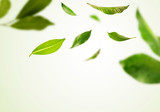 Vividly flying in the air green tea leaves isolated on white background 3d illustration.