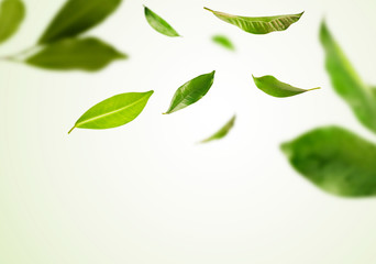 Wall Mural - Vividly flying in the air green tea leaves isolated on white background 3d illustration.