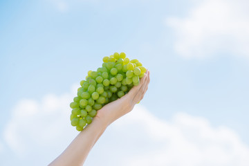 Harvest time, fresh bunch of grapes in human hand. Ripe juicy grapes on a background of the sky