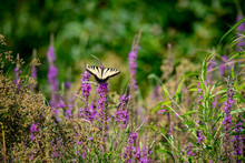 An Eastern Yellow Swallowtail Butterfly In A Field Of Purple Wildflowers