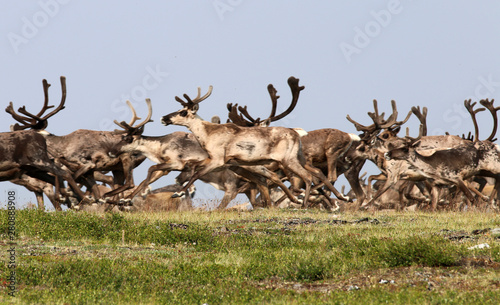 Forty mile caribou herd 4