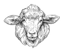 Sketch Of Sheep. Hand Drawn Illustration Converted To Vector