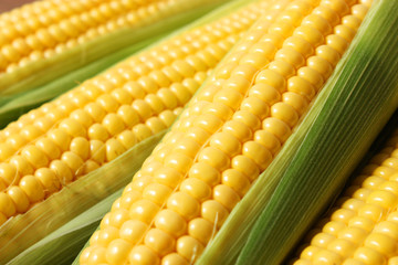 Wall Mural - Corn background. Close up of corn grains