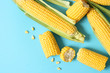 Fresh corn on a colored background. Corn heads.