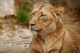 Fototapeta Sawanna - Portret lwa, drapieżnik odpoczywa w słoneczny dzień. 