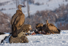 The Big Boss Griffon Vulture (Gyps Fulvus) Watching.