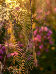 Wall Mural - beautiful spider webs, sunrise lights, golden hour, latvia