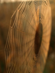 Wall Mural - beautiful spider webs, sunrise lights, golden hour, latvia