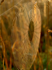 Wall Mural - beautiful spider webs, sunrise lights, golden hour, latvia