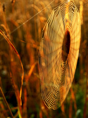 Wall Mural - beautiful spider webs, sunrise lights, golden hour, latvia
