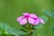Pink Periwinkle Flower