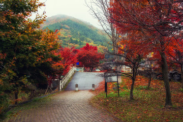 Wall Mural - Autumn park in Kawaguchiko with mist