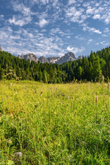 Wall Mural - Idyllic Alps with green forest near mountain