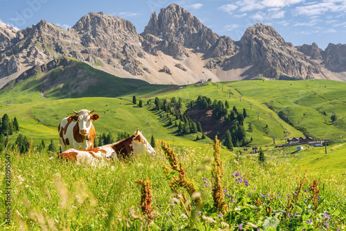 Cuadros en Lienzo Scenic Alps with cow on green field